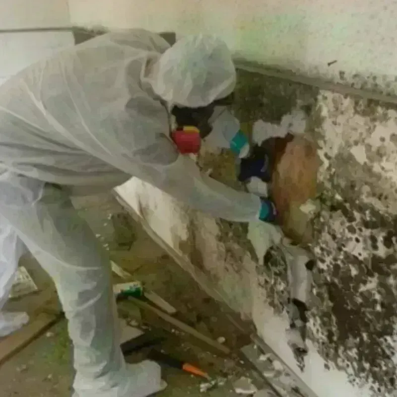 Mold Remediation and Removal in Lamesa, TX